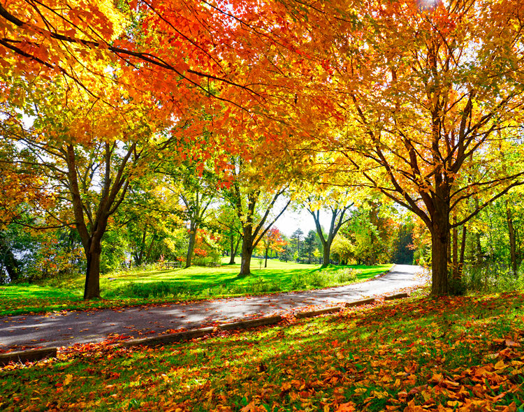 park with trees with red and yellow leaves on trees