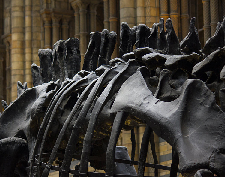 dinosaur skeleton in museum