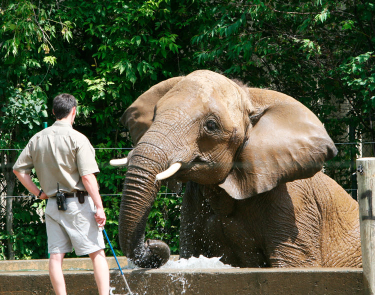 zookeeper looking at elephant