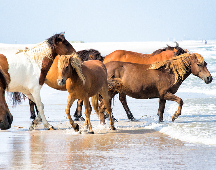 cambriaoceancity thingstodo nationalseashore