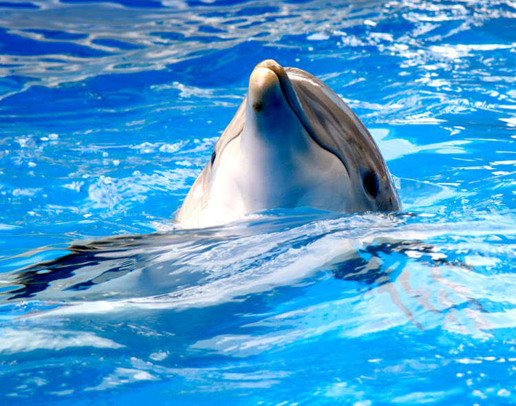 dolphin swimming in a water