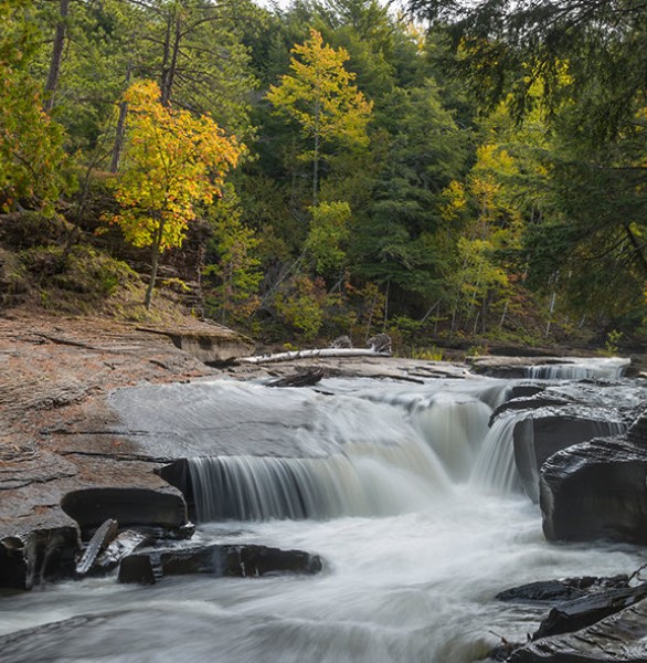stream of water in a forest