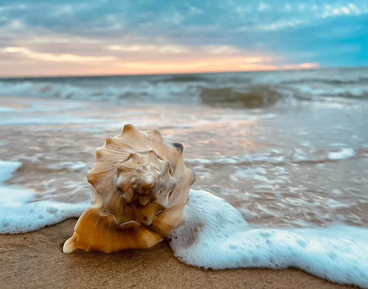 snail in the ocean