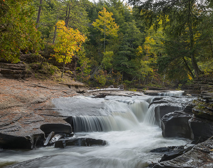 stream of water in a forest