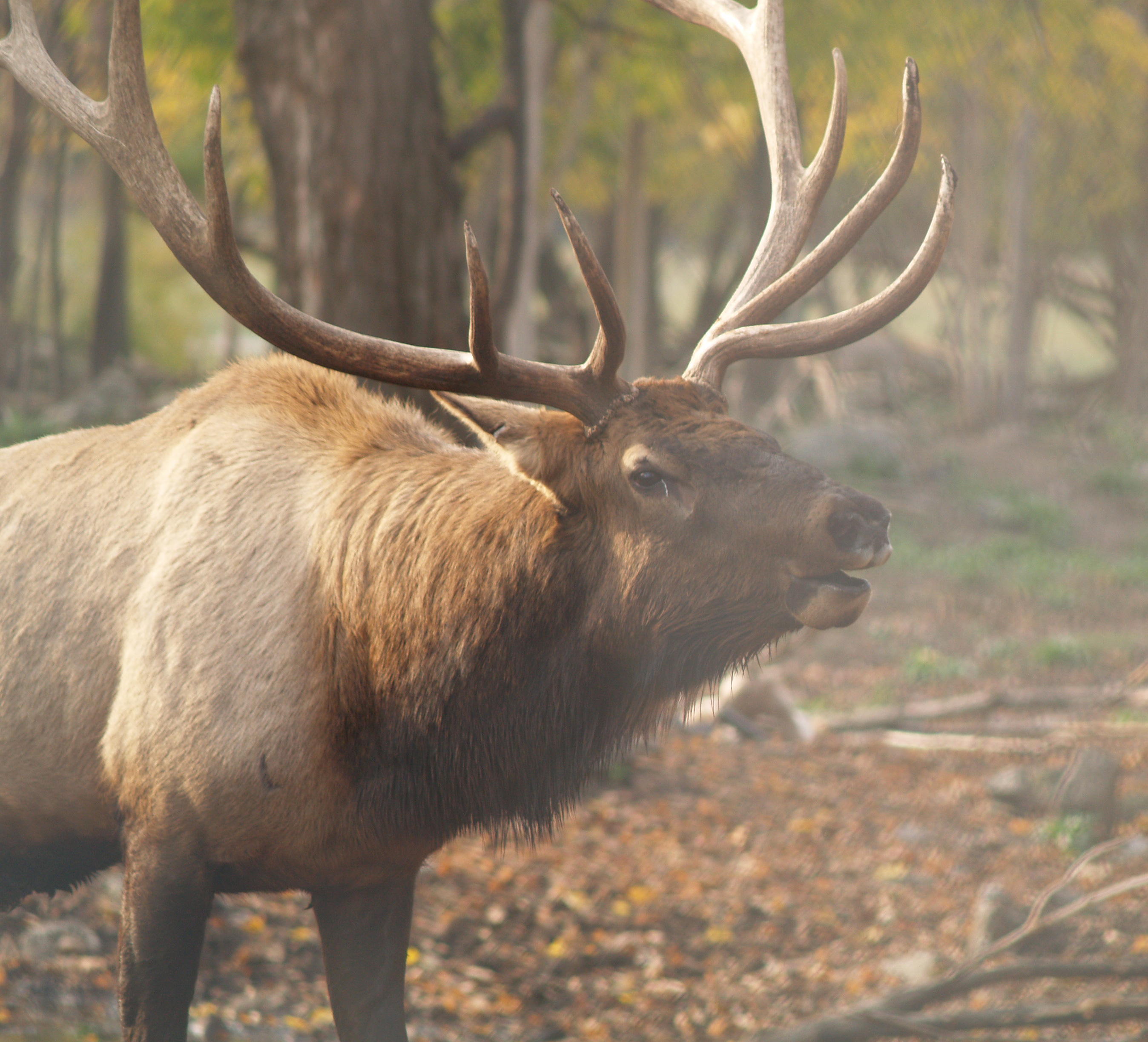 elk in park