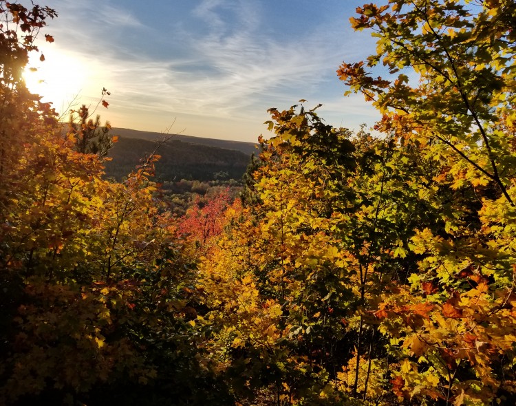 fall trees with the sun shining in the back