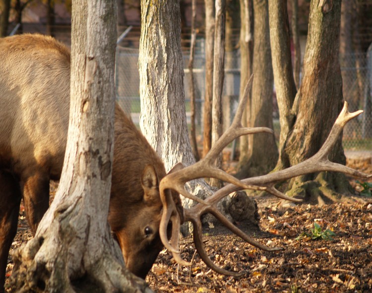 elk behind tree in park
