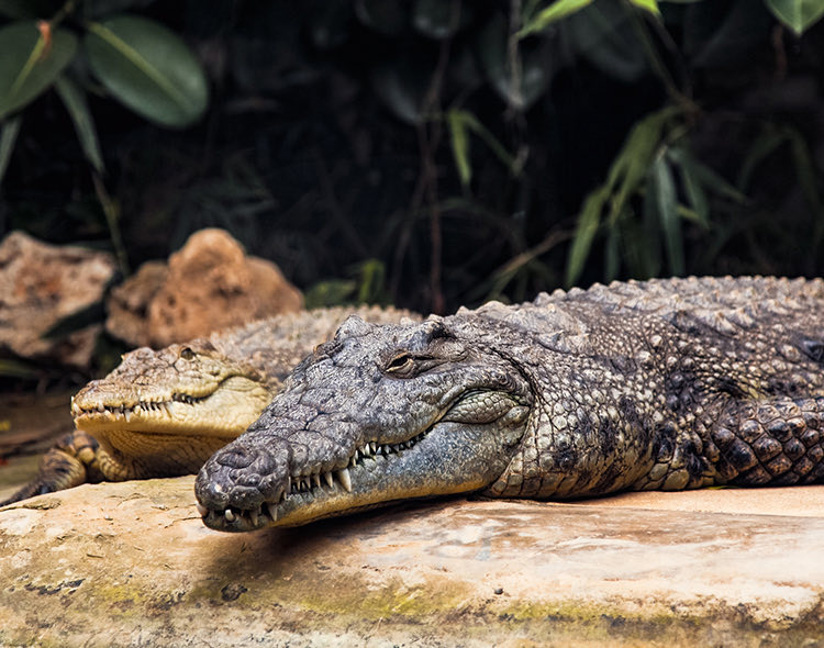 aligator on a rock