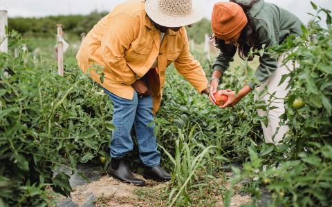 two farmers picking up a tomato at a farm 