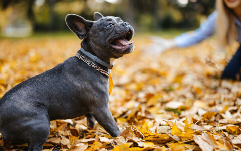 French Bulldog playing in leaves