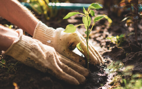 close up view of gloved hands planting 