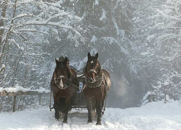 two horse carriage in the snow