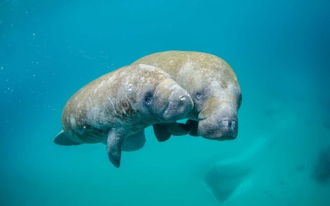 two cutes small and big manatees under the water