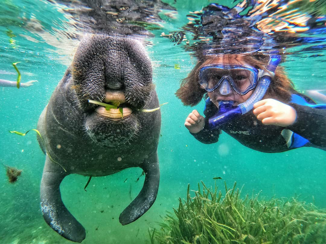little girl snorkeling next to a manatee 