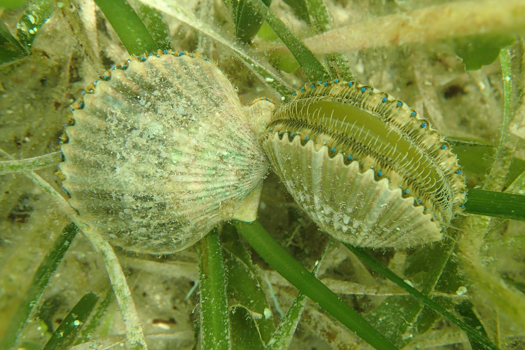 Crystal River Scalloping | Scalloping | Plantation On Crystal River ...