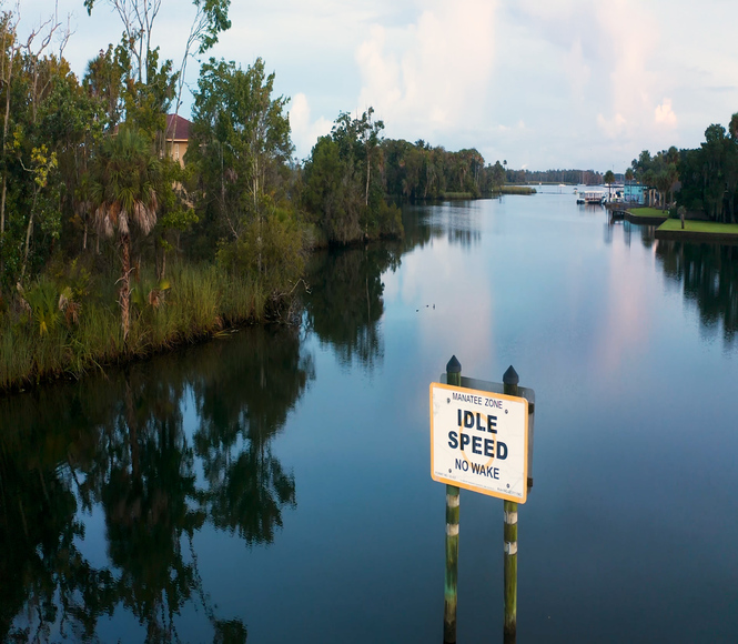 Crystal River Florida Manatees | Manatees | Plantation On Crystal River ...