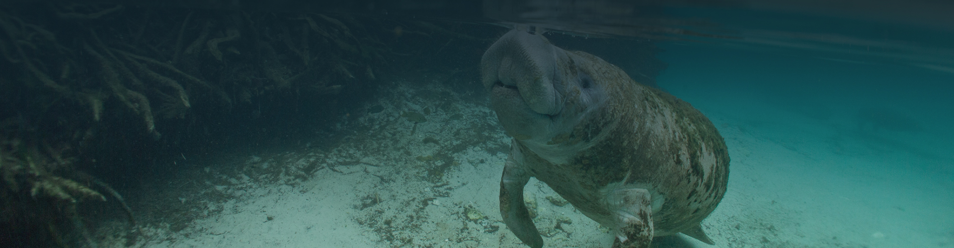 panoramic view of a manatee swimming and looking up