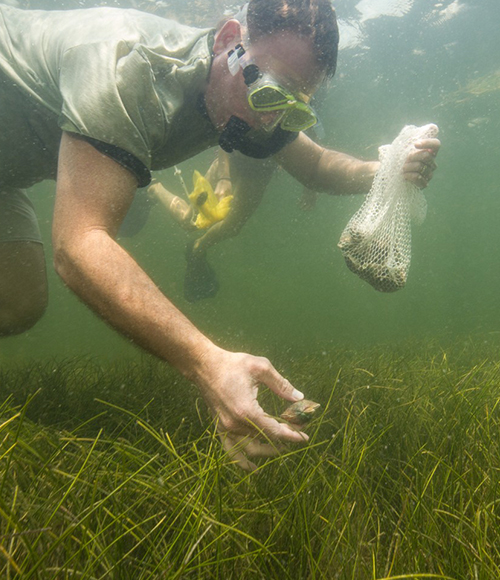 Crystal River Scalloping Scalloping Plantation On Crystal River