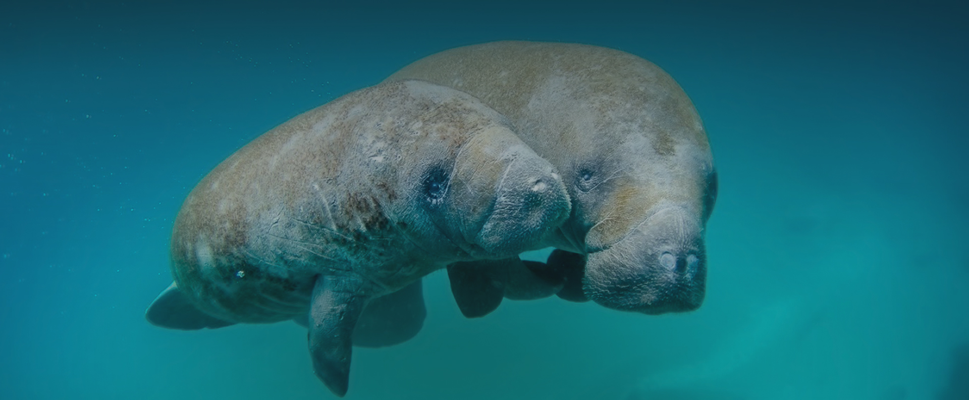 a little and big manatee close to each other under the sea