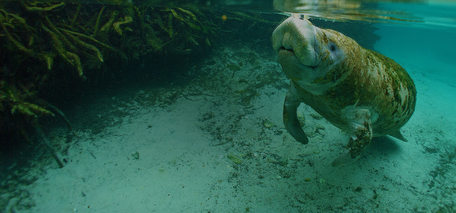 inside view of a manatee swimming 