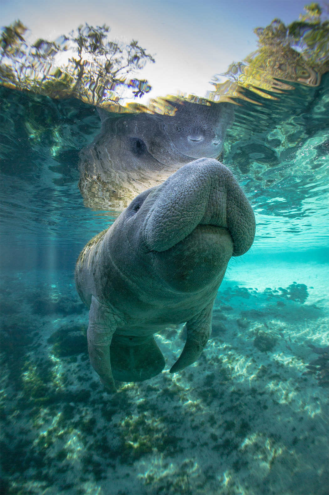smiled manatee swimming in the river