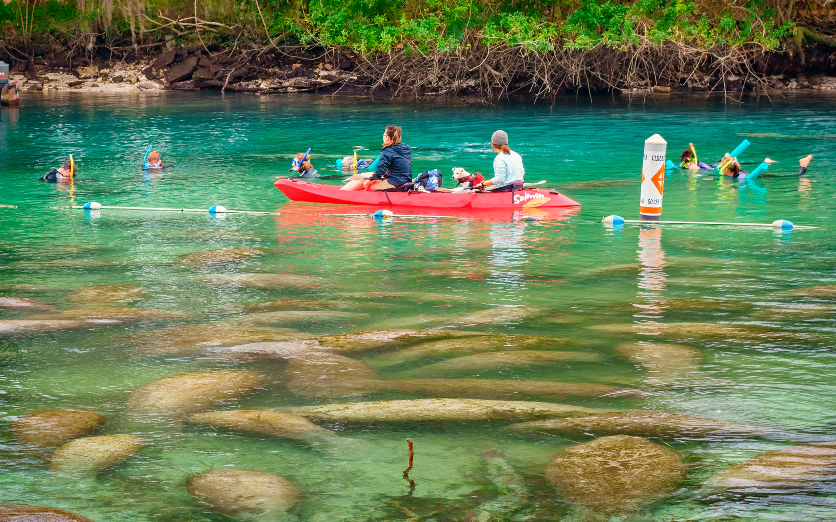 people snorkeling and doing kayak in the river
