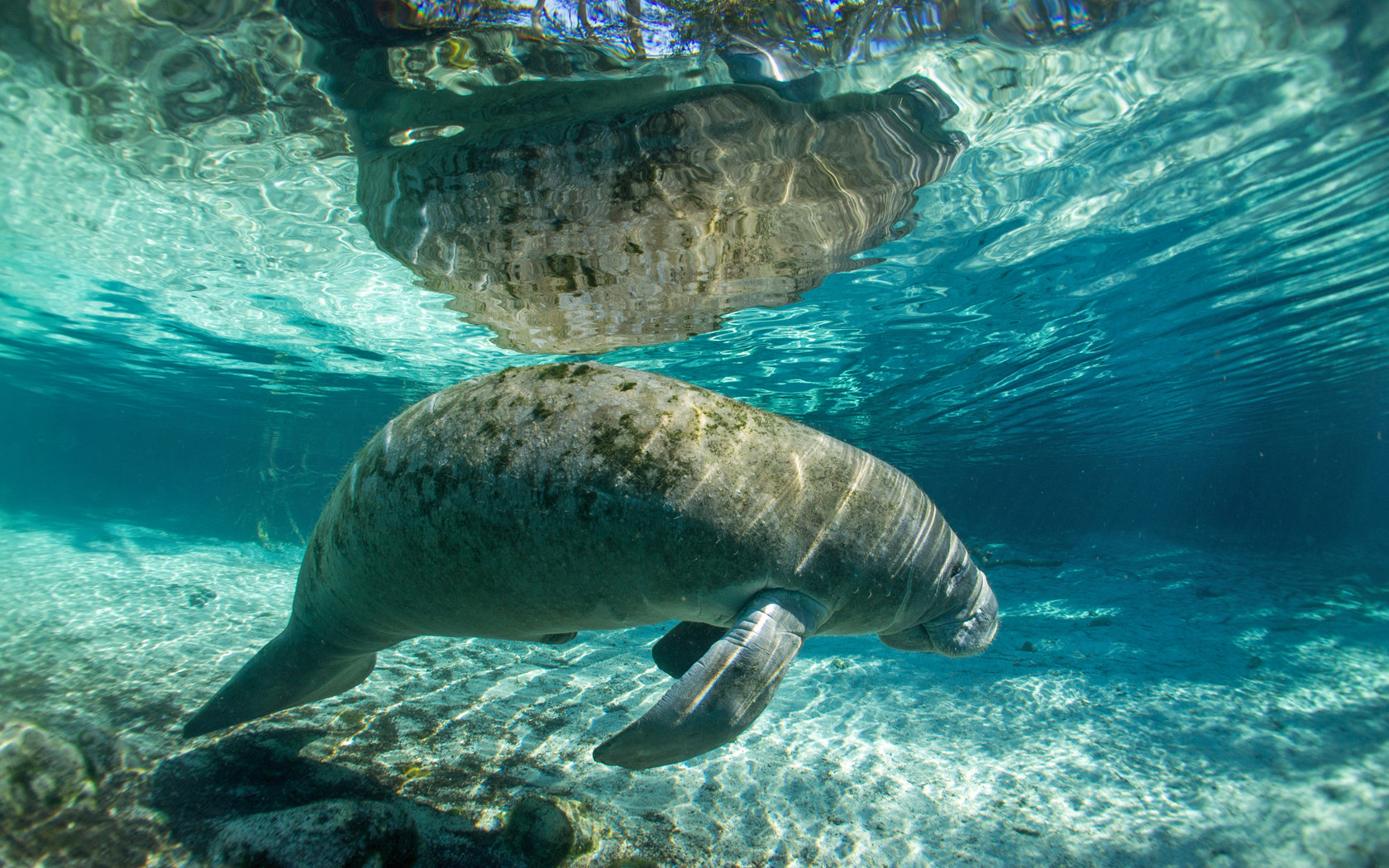 side of manatee swimming under the water