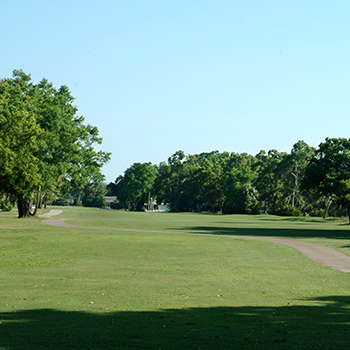 green environment with big trees around
