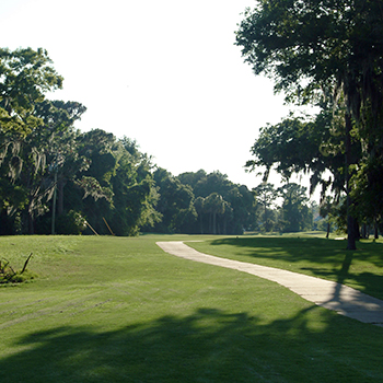 green environment during a sunny day