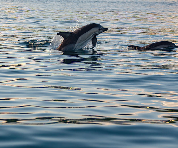 dolphin jumping on the water