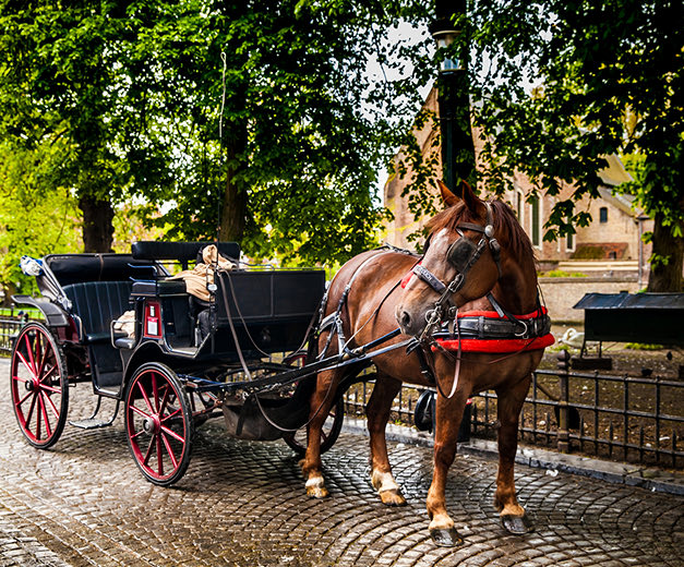 horse with a carriage