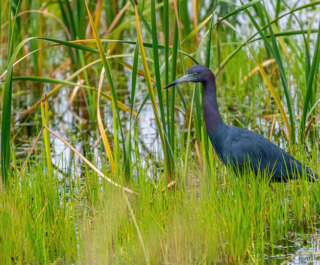bird in a swamp