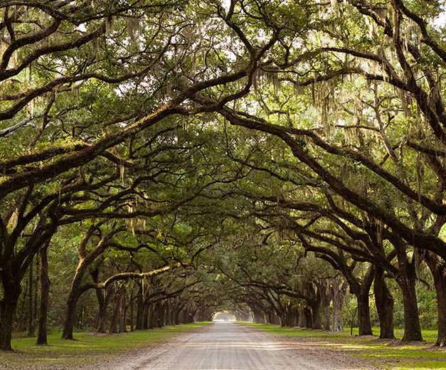 road with trees